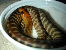 woma